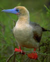 red footed booby